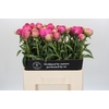 Paeonia Glory Hallelujah