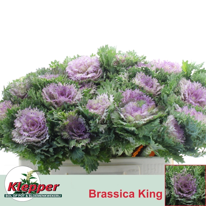 <h4>BRASS CRANE KING</h4>