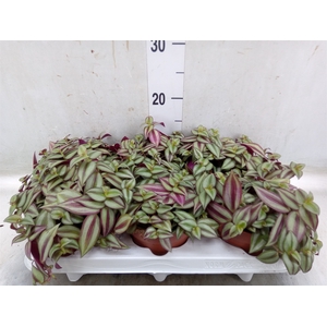 Tradescantia  'Zebra'