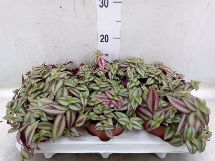 <h4>Tradescantia  'Zebra'</h4>