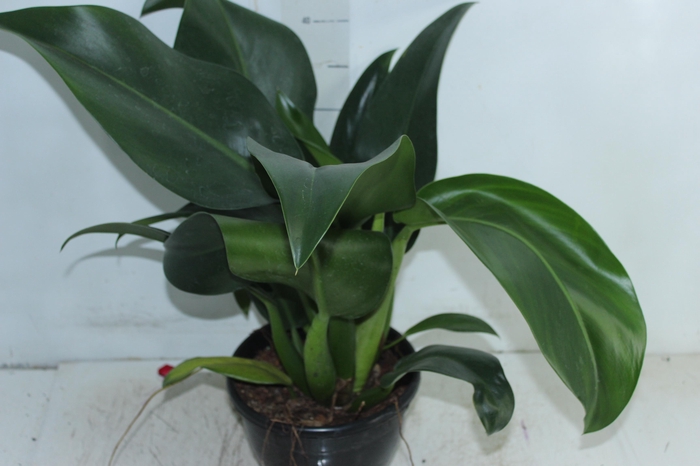 große philodendron Philodendron Maximum
