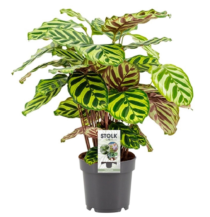 <h4>Calathea Makoyana P14</h4>
