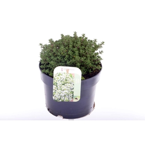 Thymus vulgaris Compactus