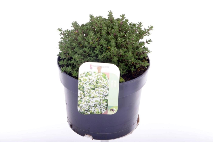 <h4>Thymus vulgaris Compactus</h4>
