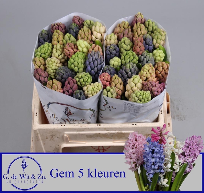 <h4>HYAC GEM 5 KLEUREN</h4>