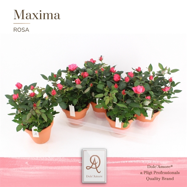 <h4>Rosa Pink Rosanna Kordana</h4>