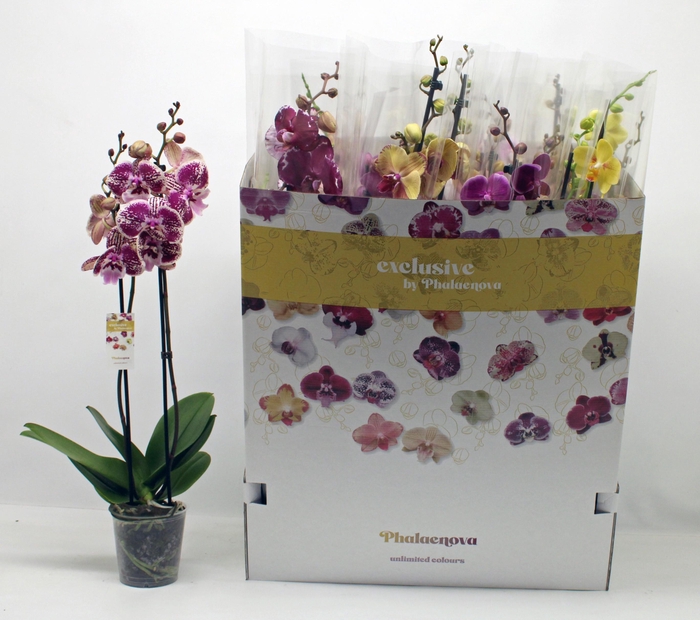 <h4>PHAL GEM 10 KL</h4>