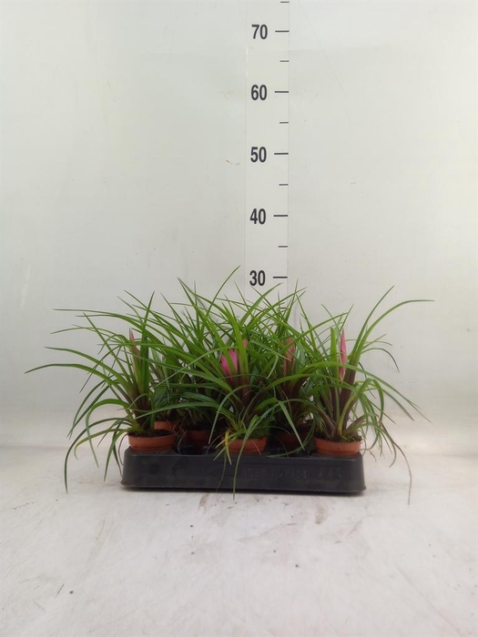 <h4>Tillandsia cyanea</h4>