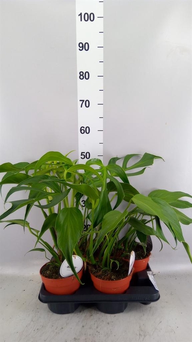 <h4>Monstera   ...</h4>