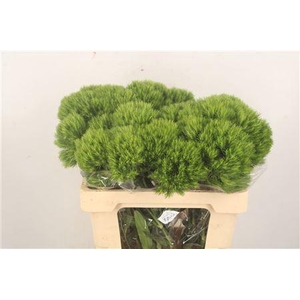 Di Barb Green Wicky X40