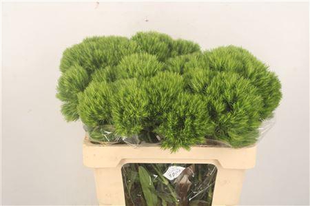 <h4>Di Barb Green Wicky X40</h4>