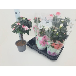 !! PROMO !! RHODO SI STEM P13
