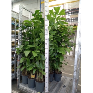 Caryota mitis
