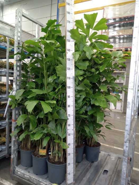 <h4>Caryota mitis</h4>