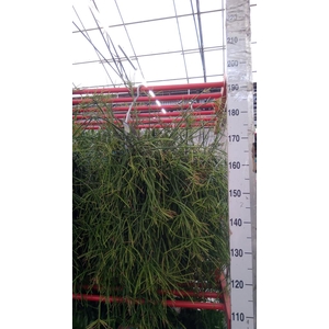 Rhipsalis   ...