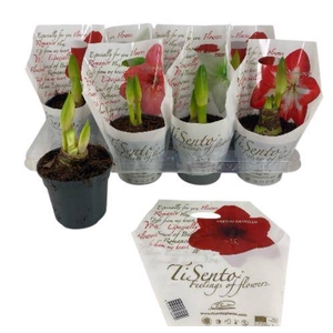 HIPPEASTRUM MIX TISENTO P13