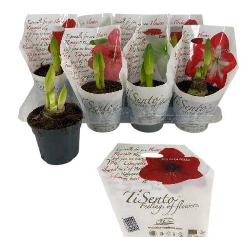 <h4>HIPPEASTRUM MIX TISENTO P13</h4>