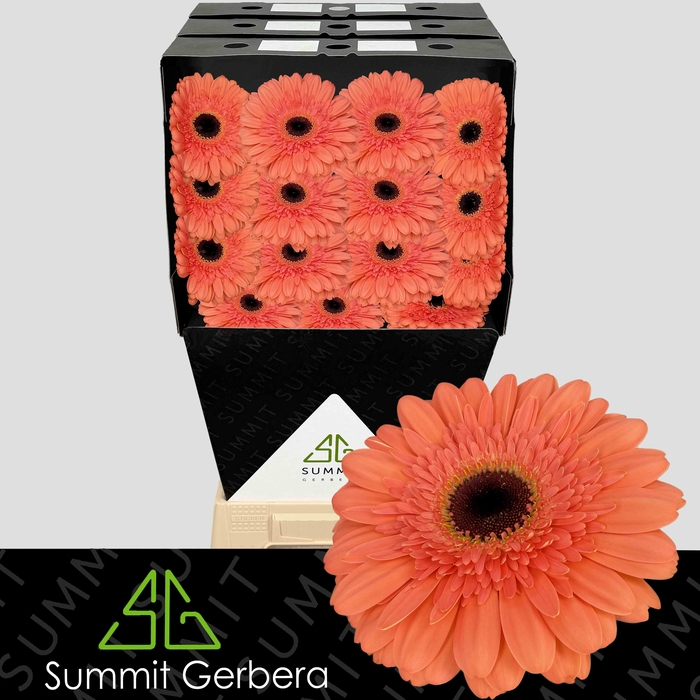 <h4>Gerbera Colin Diamond</h4>
