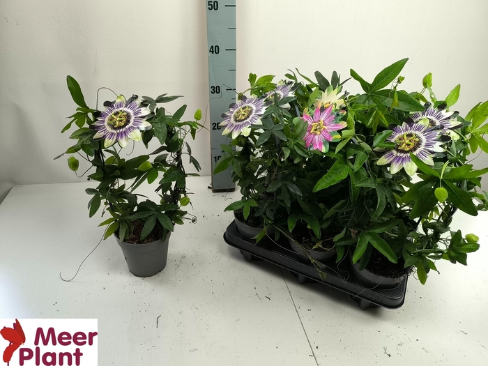 <h4>PASS CAERULEA</h4>