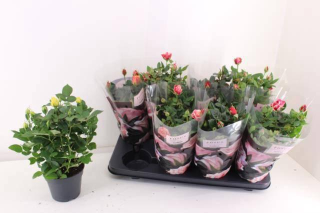 <h4>RO PATHIT GEM 5 SRT</h4>