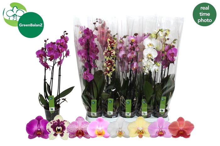 <h4>PHAL GEM 8 KL</h4>