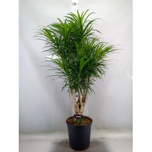 Dracaena refl.   ...