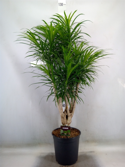 <h4>Dracaena refl.   ...</h4>