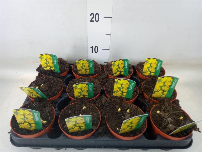 <h4>Eranthis hyemalis</h4>