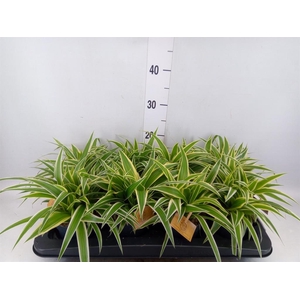 Chlorophytum com. 'Ocean'