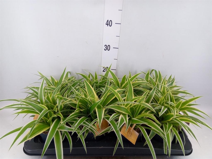<h4>Chlorophytum com. 'Ocean'</h4>