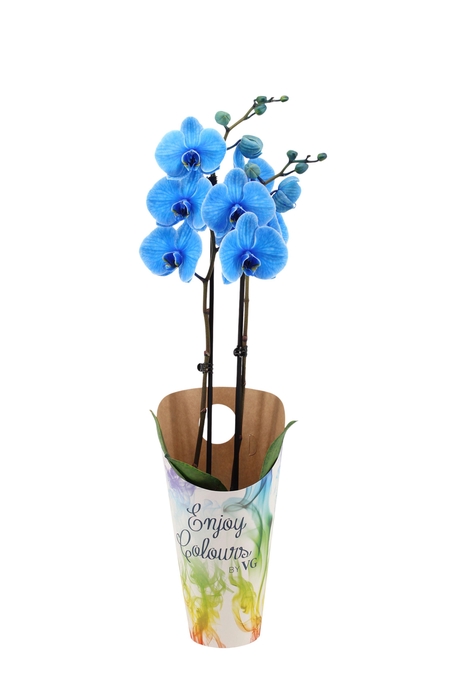 <h4>Enjoy Potcover Phal I Am Blue 2T14+</h4>