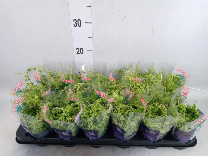 <h4>Senecio rowleyanus</h4>