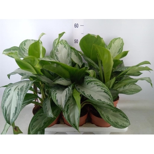 Aglaonema  'Silver Bay'