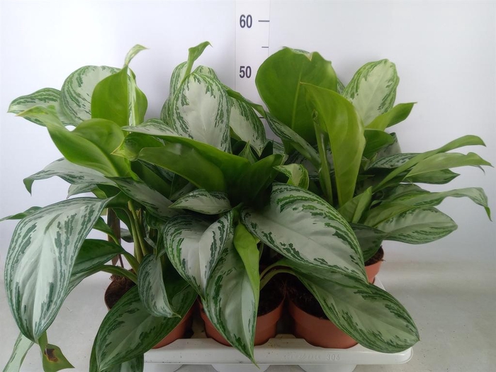 <h4>Aglaonema  'Silver Bay'</h4>