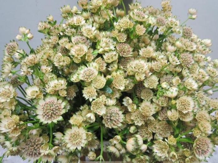 <h4>Astrantia Billion Sweet Zalm</h4>