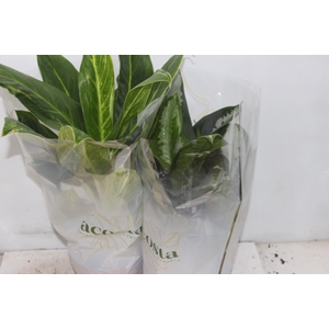 AGLAONEMA P17
