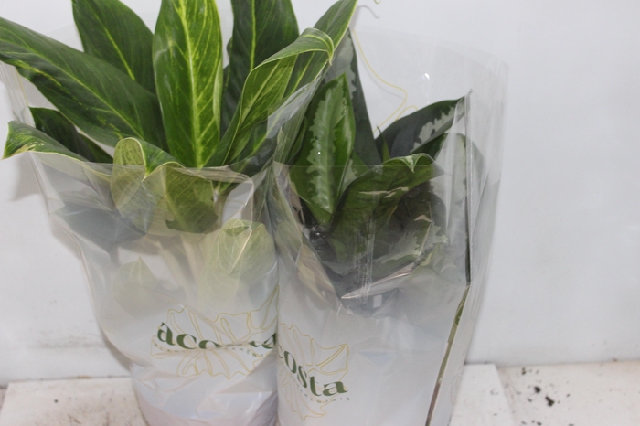 <h4>AGLAONEMA P17</h4>