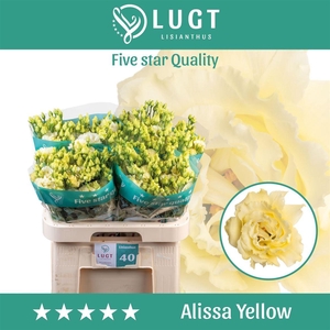 Eus G Alissa Yellow