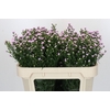 Aster Baby Pink Pearl