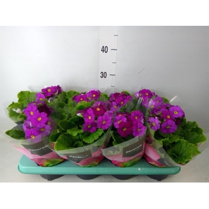Primula obcon. 'Touch Me Violet''