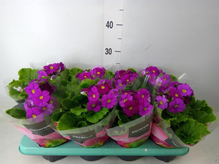 <h4>Primula obcon. 'Touch Me Violet''</h4>