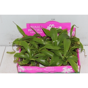 CARNIVORA NEPENTHES ALATA P09