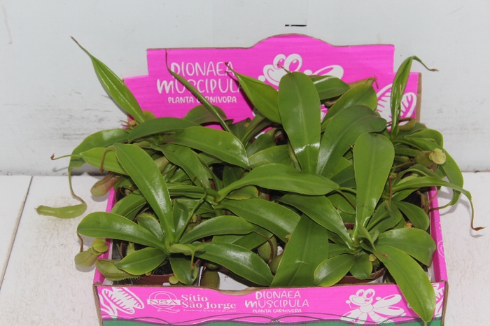 CARNIVORA NEPENTHES ALATA P09