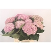 Hydrangea mag revolution pink