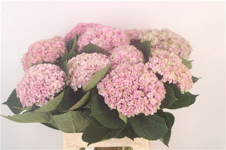 Hydrangea mag revolution pink