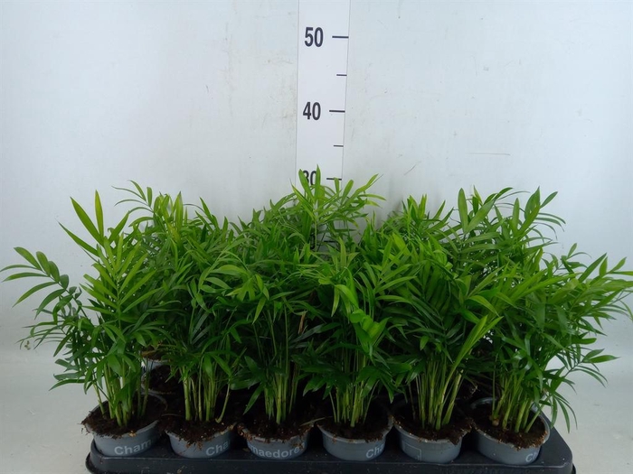 <h4>Chamaedorea elegans</h4>