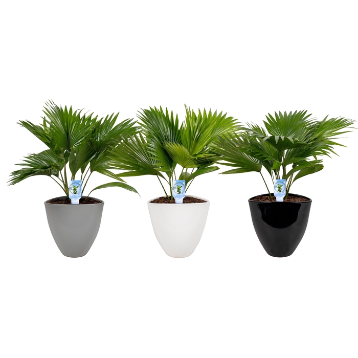 <h4>Livistona in avani pot mix asp</h4>