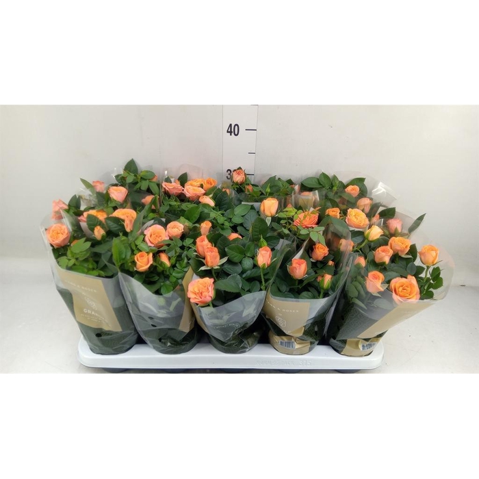 <h4>Rosa  'Bengali Kordana Grande'</h4>
