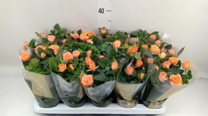 Rosa  'Bengali Kordana Grande'