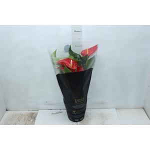 ANTHURIUM MICHIGAN P17 PREMIUM
